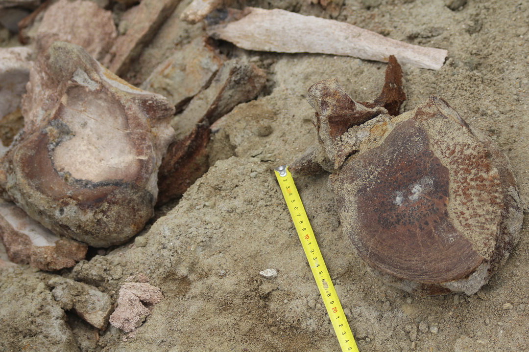 кости доисторических животных